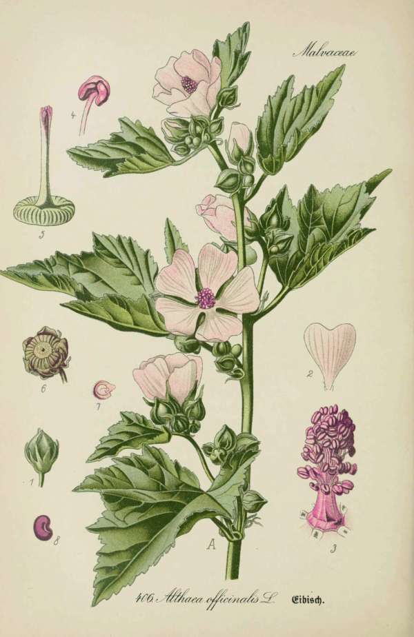 Gyógynövények, homeopátia, népi gyógyászat -17 – Fehérmályva, orvosi ziliz Dr. Thomé  Botanika